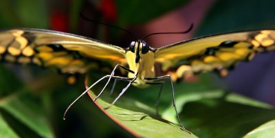 Giant Swallowtail