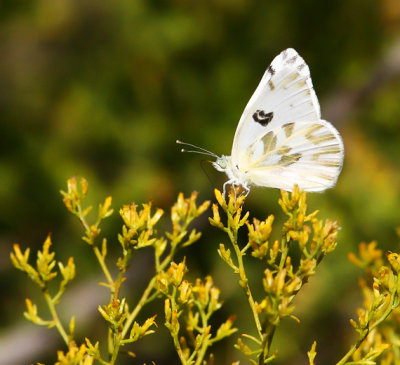 Common White Butterfly