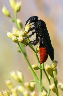 Wasp - Needs ID