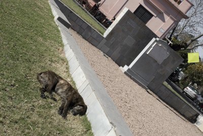 Sleeping dog