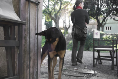 Sad Dog