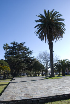 Palm
