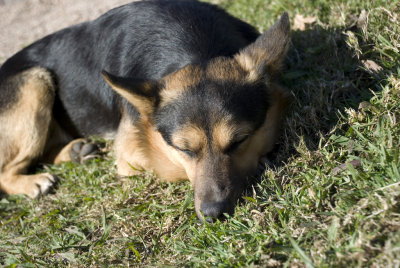 Sleeping Dog