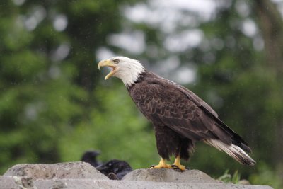 Eagles