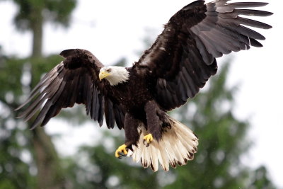 eagle landing