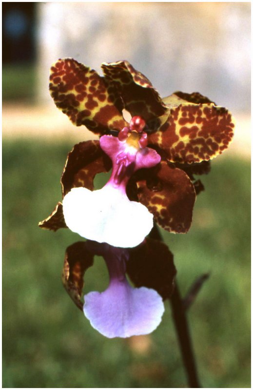 Oncidium lanceanum