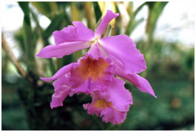 Cattleya sp.