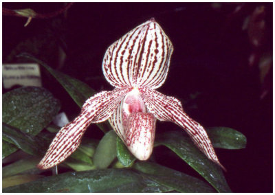 Paphiopedilum sp.