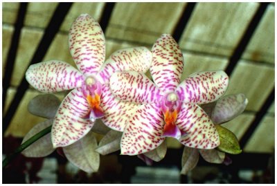 Phalaenopsis NoID (J & Sc)