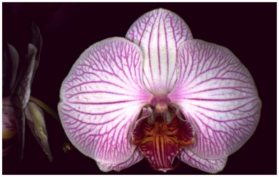 Phalaenopsis NoID