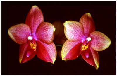 Phalaenopsis Memory  'R.A. Brown'