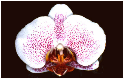 Phalaenopsis Elise de Valec  'Chantal'