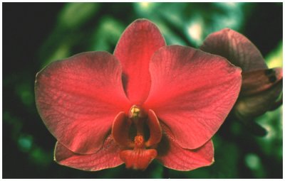 Phalaenopsis NoID