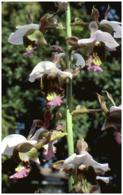 Eulophia horsfalii