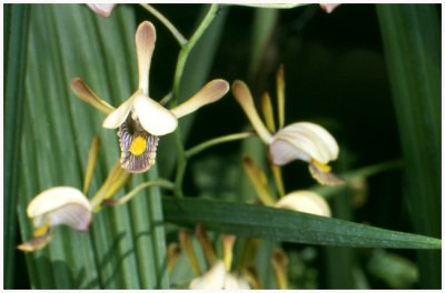 Eulophia (angolensis x caricifolia) natural hybrid