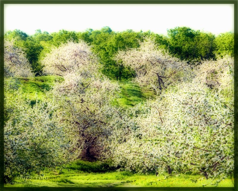 May,  month of apple tree flowers