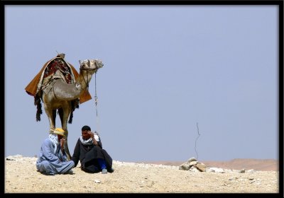 Camel break time!
