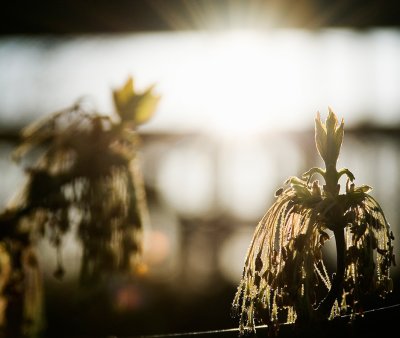 Spring in a Tree