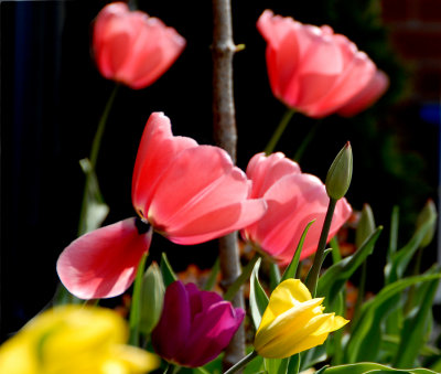 Tulips of May