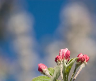 Apple Tree Flowers (may)