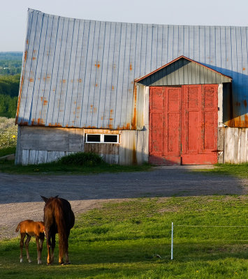 Tender moment .. of the red door's barn