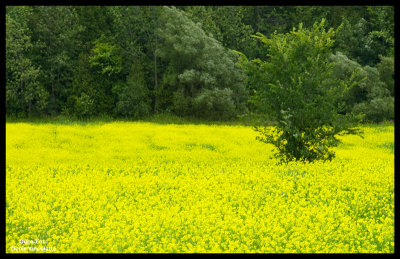Yellow and green