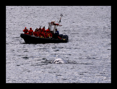 The Good Bye of the whale in 4 photos !