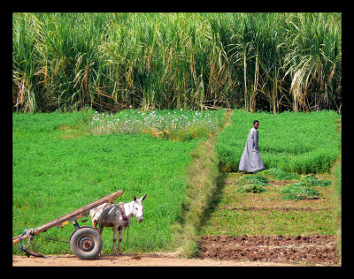 Manual manpower for agriculture