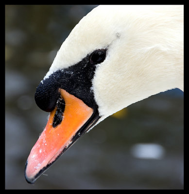 The Swan of Rosemère .