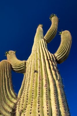 Saguaro West