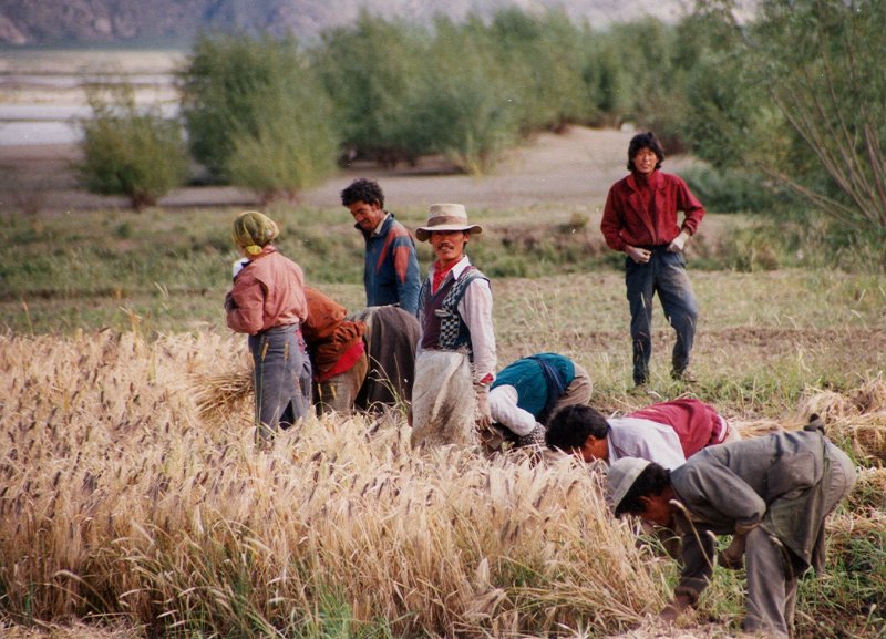 Barley harvest