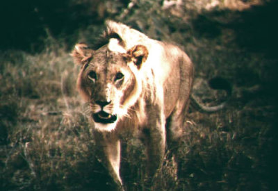 Kenya 1992