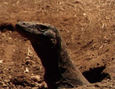 A Komodo Dragon on his island.