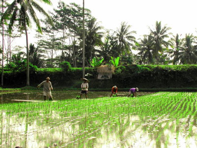 Rice patties on Bali