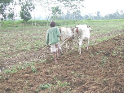 Plowing on Sumatra