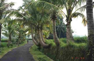 Balinese Snake road