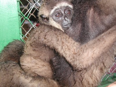 Nursing baby gibbon