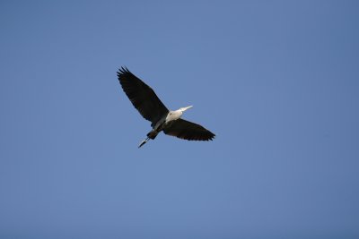 _MG_4554.JPG
