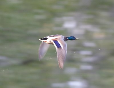 _MG_4731.JPG