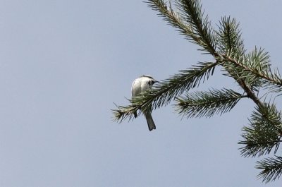 _MG_7340.JPG