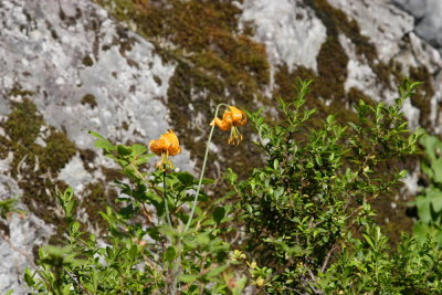 _MG_2240.JPG