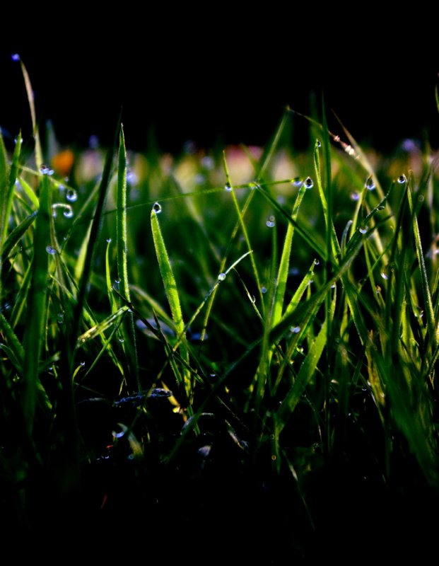 Dew on grass