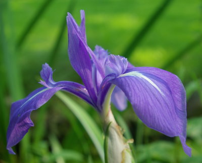 Iris