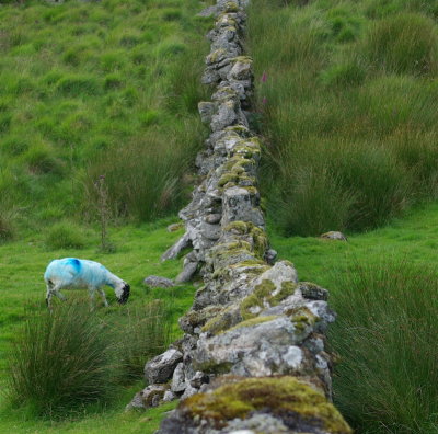 Dartmoors answer to the black sheep