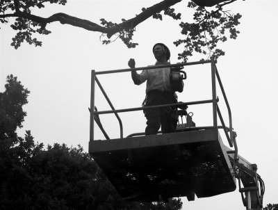 Tree surgeon