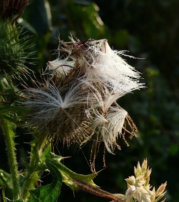 Thistle down