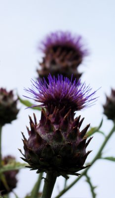 Thistle