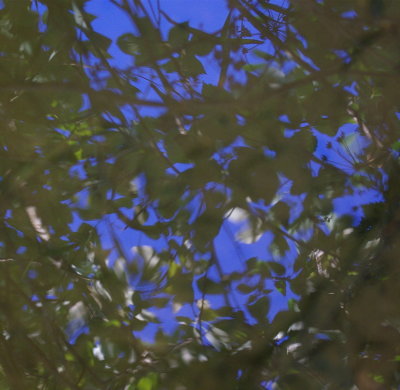 Blue Sky