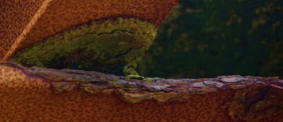Rust