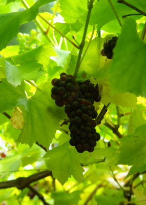 Grapes
